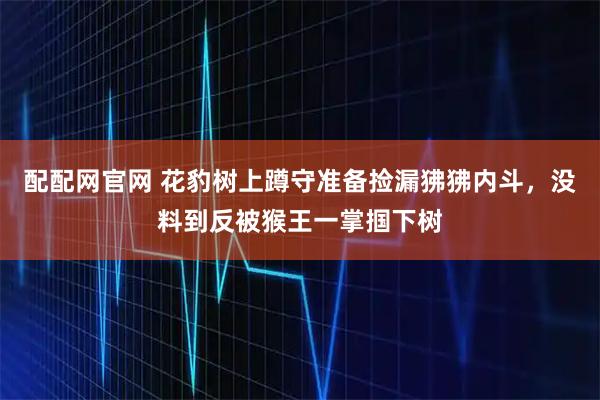 配配网官网 花豹树上蹲守准备捡漏狒狒内斗，没料到反被猴王一掌掴下树